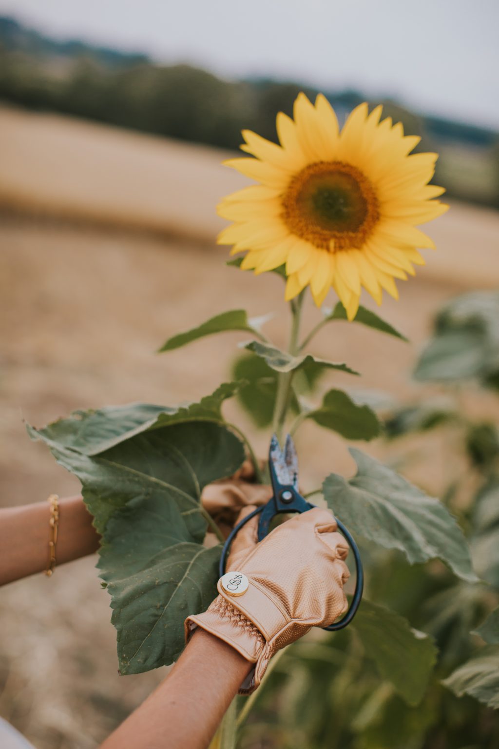 Where to see (and pick!) Sunflowers in the Cotswolds Fashion Mumblr